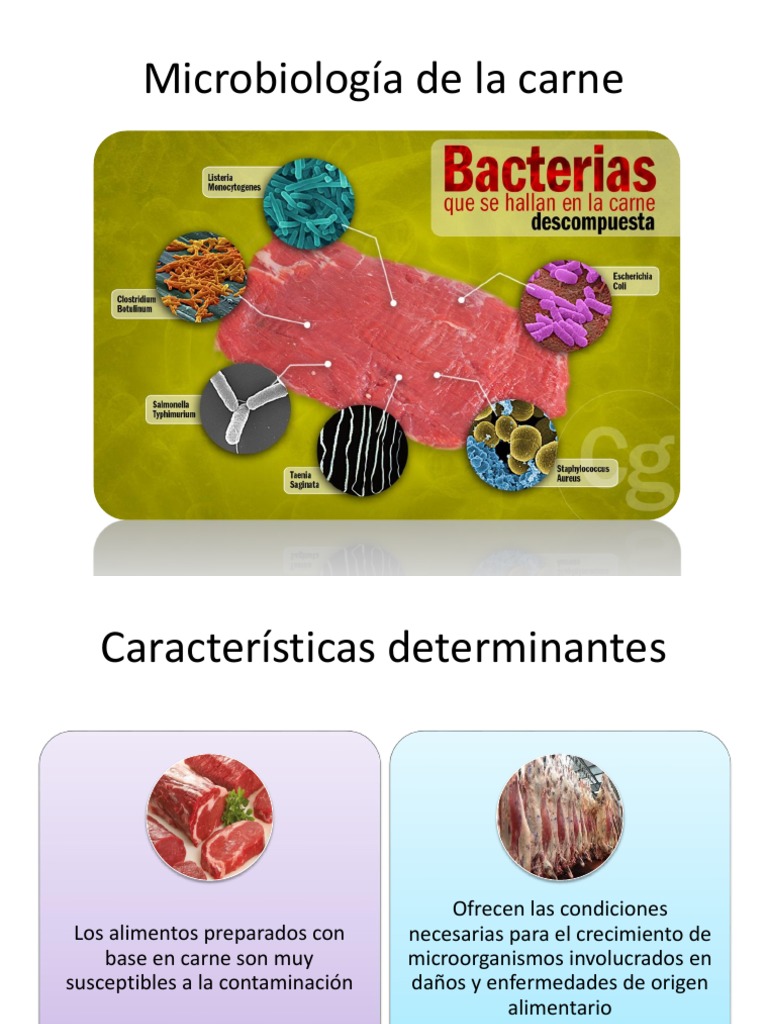 Microbiología y Contaminación de la Carne | PDF | Carne | Las bacterias