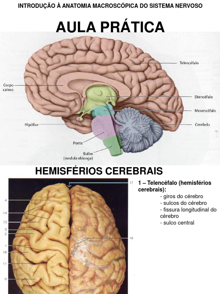 Sistema Nervoso Prática | PDF | Hipotálamo | Sistema nervoso central, image size:768x1024