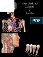 Vascularidad Cabeza y Cuello