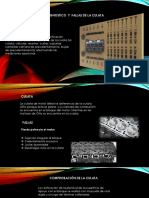 Presentación1.pptxculata