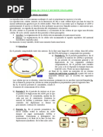10 Ciclo y División Celulares