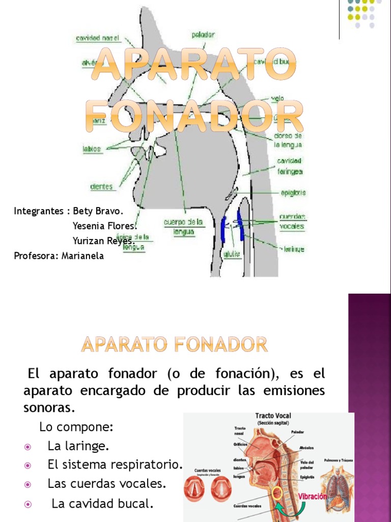 Aparato Fonador | PDF | Voz humana | Sonido