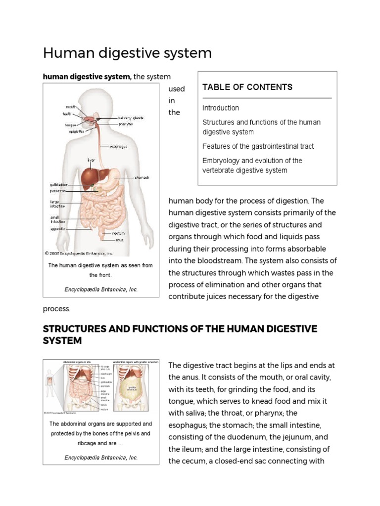Human Digestive System Anatomy Stomach Human Digestive System