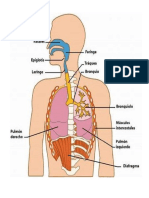 Dibujos de Sistema Respiratorio