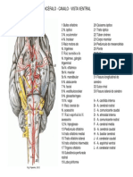 Figura - Nervos Cranianos - Encéfalo.equino