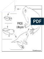 Life Cycle of A Frog