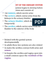 Development of The Urinary System