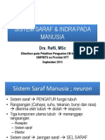 Sistem Saraf Pada Manusia