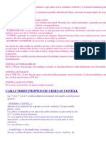 Estructura y características de las costillas