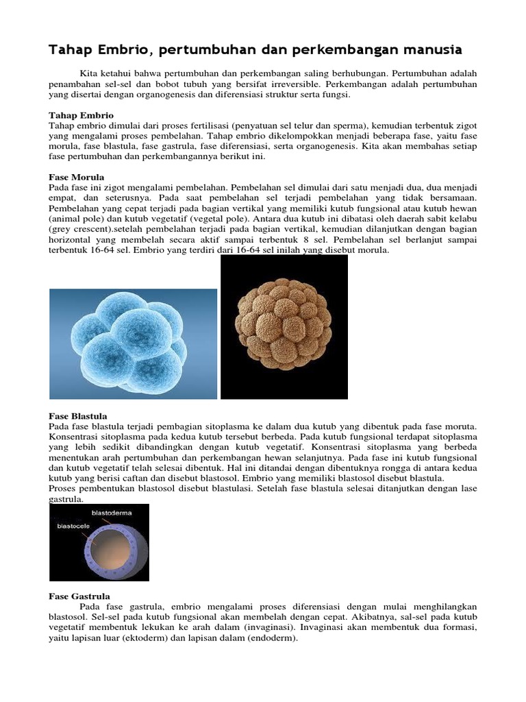 Fase Embrio: Morula, Blastula, Gastrula | PDF