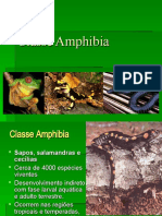 Cópia de Classe Amphibia