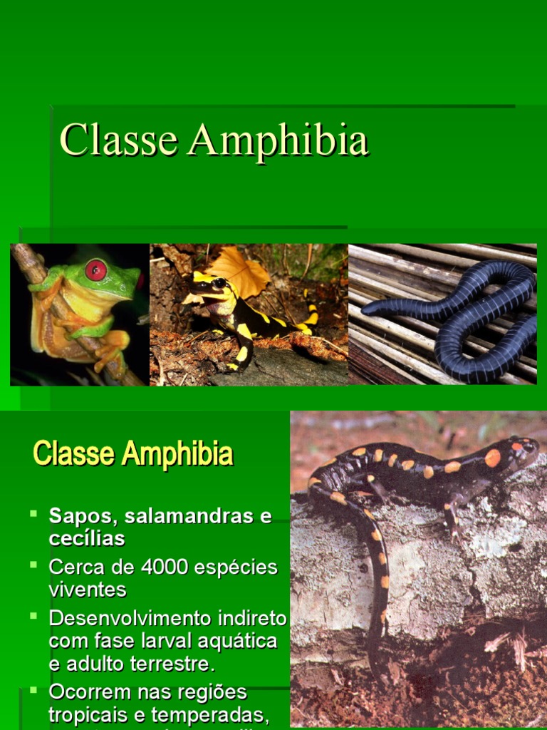 De Acordo Com As Características Gerais Da Classe Amphibia