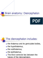 Brain Anatomy-Thalamus