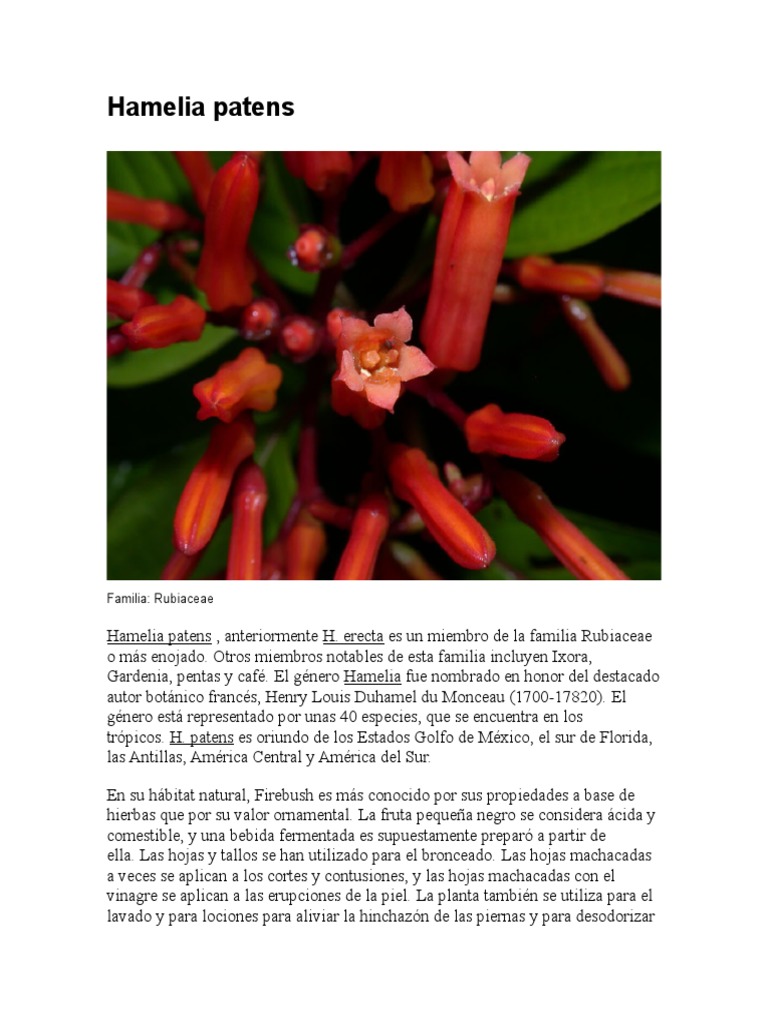 Usos y propiedades del Chacloco | PDF | Horticultura y jardinería | Plantas