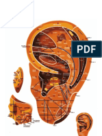 Mapa Auricular Escola Huang Li Chun (Atualizado)