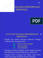 Alat Pencernaan Serangga