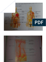 dinamica ANATOMIA.docx