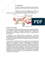 Almacenamiento de Los Carbohidratos