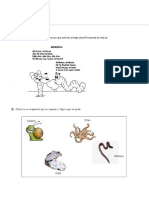 Anelídeos e Moluscos