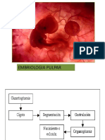 Desarrollo embrionario pulpar y formación del patrón coronario