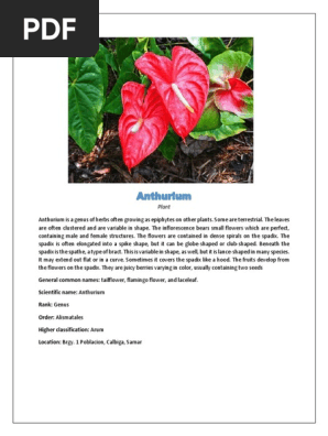 Anthurium: Types and Scientific Details | PDF