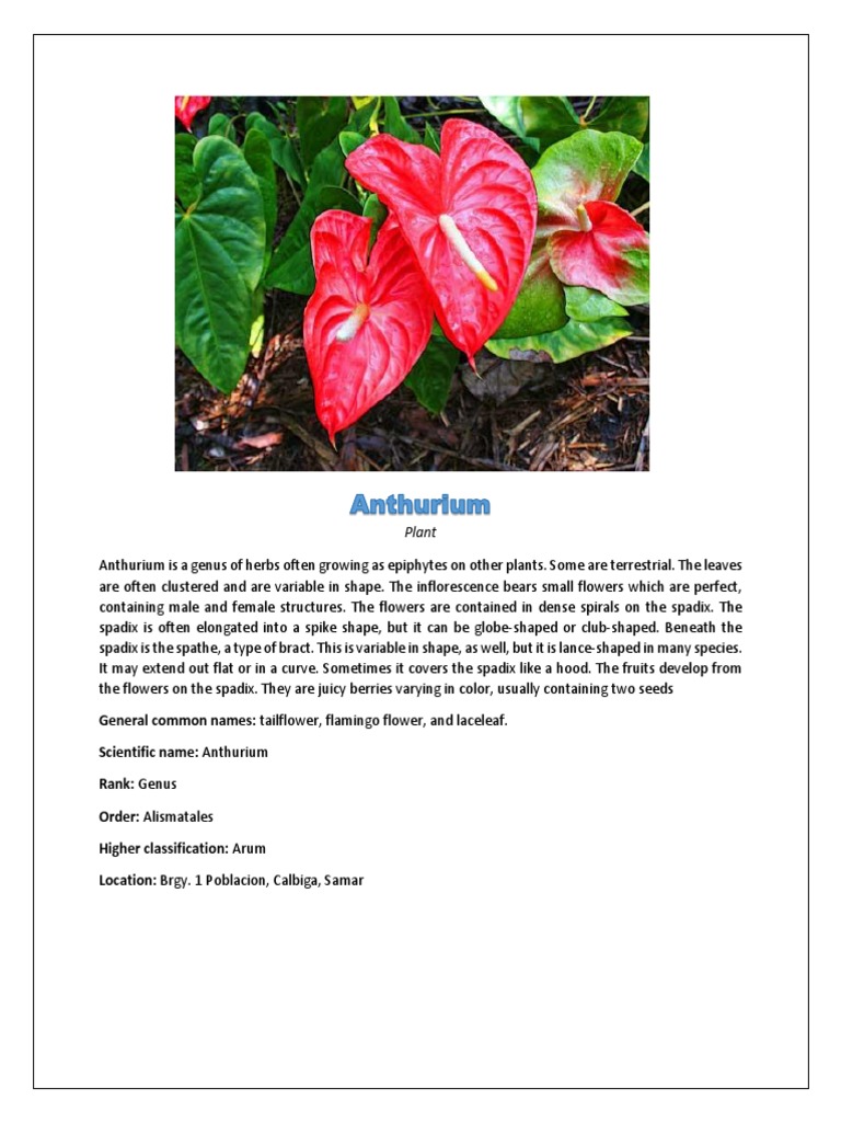 Anthurium: Types and Scientific Details | PDF