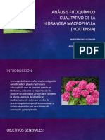 Análisis fitoquímico cualitativo de la Hidrangea macrophylla (Hortensia