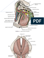 Pelvic, Upper and Lower Limb Muscles - Origin - Insertion
