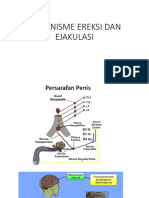 Mekanisme Ereksi Ejakulasi Dan Apklin