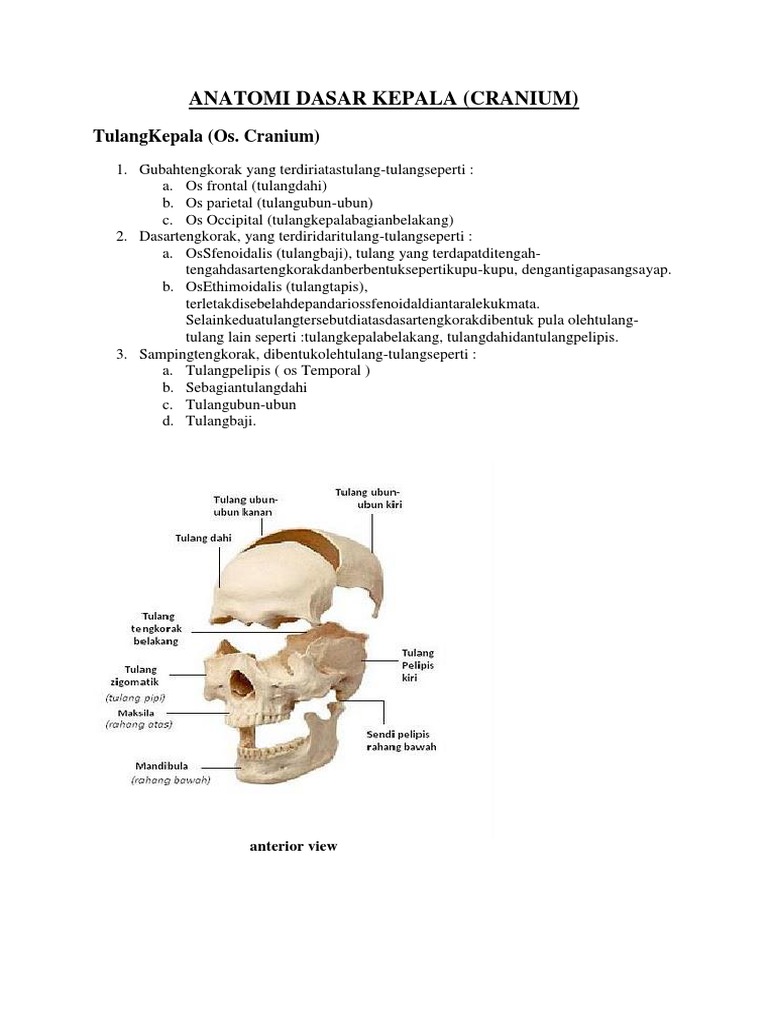 Anatomi Cranium Biology Diagrams