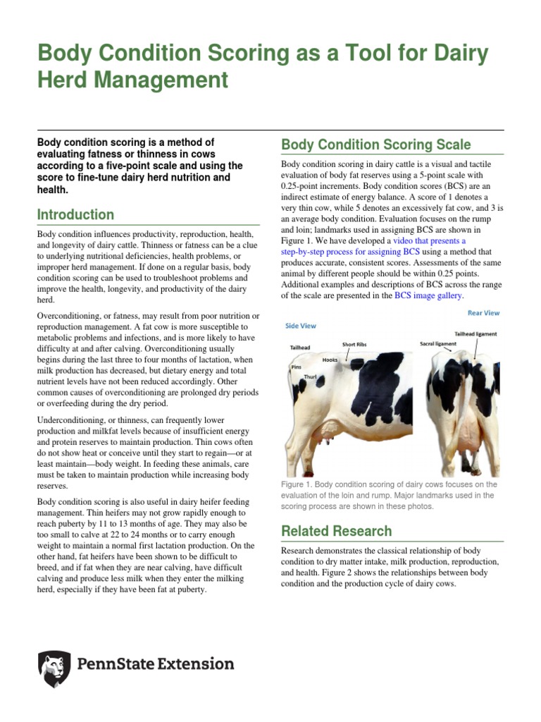 bodyconditionscoringasatoolfordairyherdmanagement.pdf Dairy