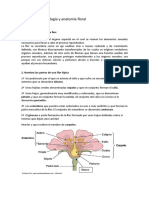 Morfologia y Anatomia