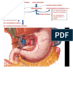 Arterias Abdominais