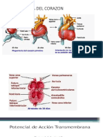 EMBRIOLOGIA DEL CORAZON.pptx