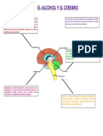 Alcohol and the Brain