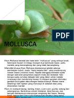 Mollusc A