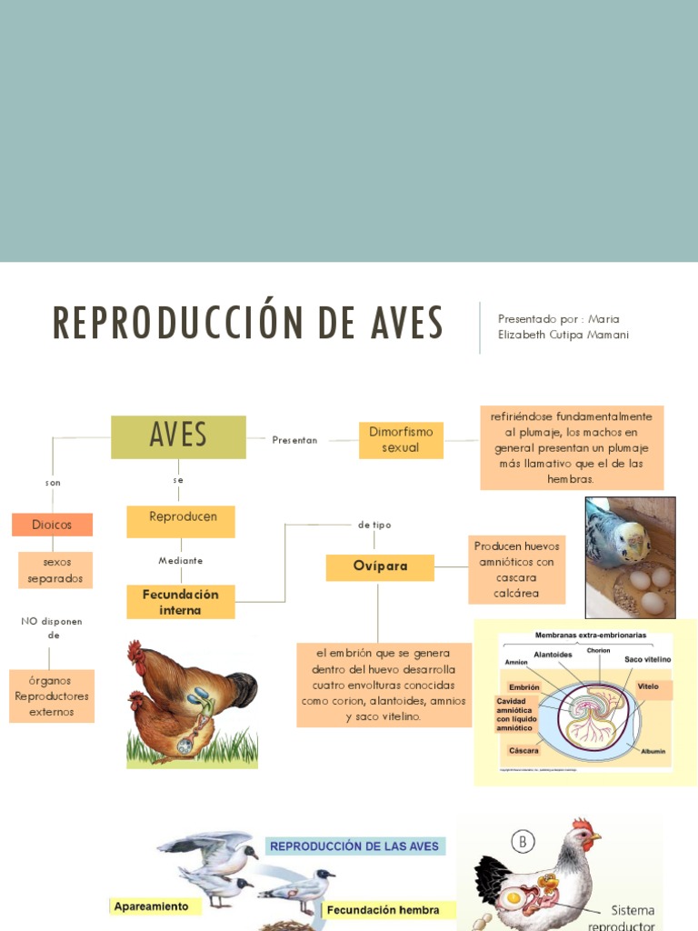 Reproducción De Aves Pdf Aves Huevo