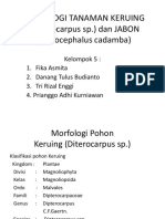 Morfologi Tanaman Keruing (Dipterocarpus SP (Autosaved)