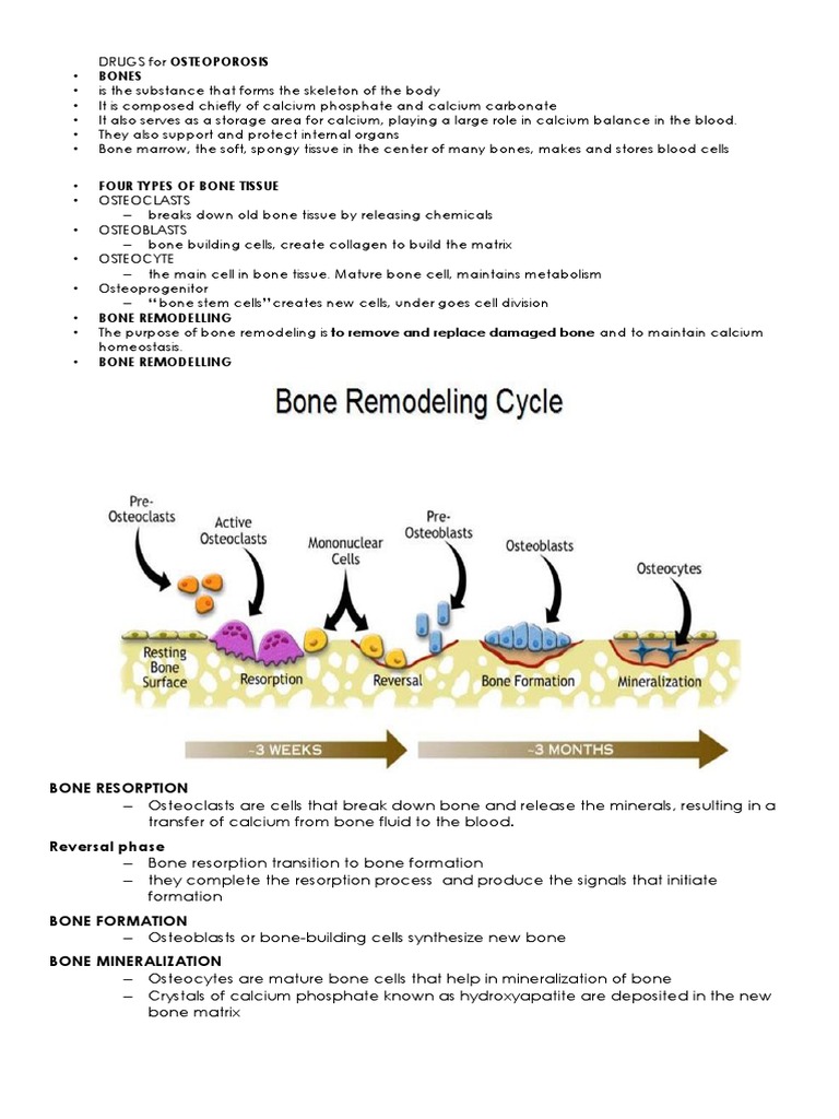 Drugs For Osteoporosis | PDF | Bone | Osteoblast