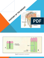 Anatomy of the Breast Final