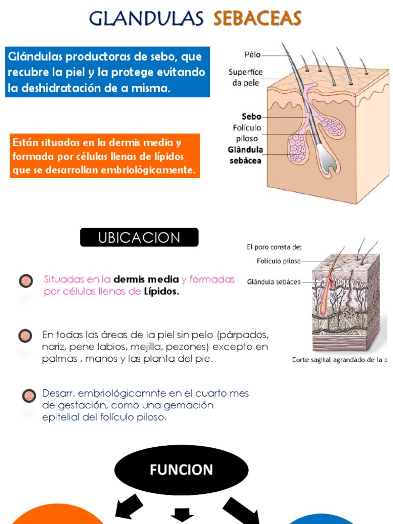 Quanto às Glândulas Sebáceas é Incorreto Afirmar Que