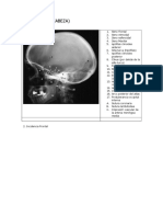 Imagenología (Cabeza)