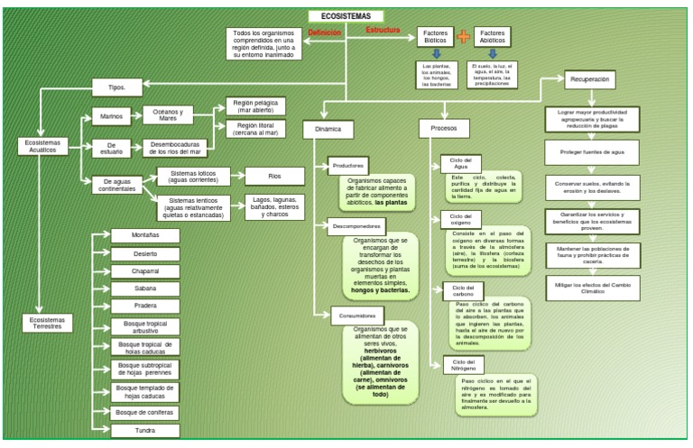 Mapa Conceptual de Ecosistemas | PDF | Ecosistema | Los bosques