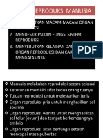 Sistem Reproduksi Manusia