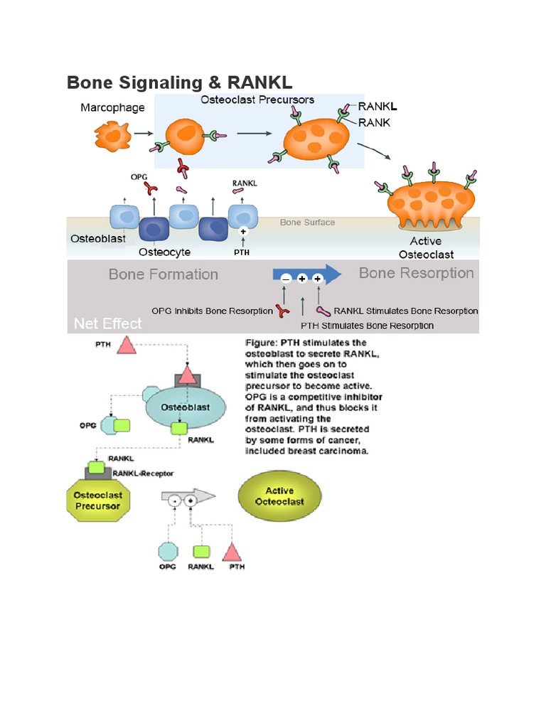 Bone Signaling | PDF