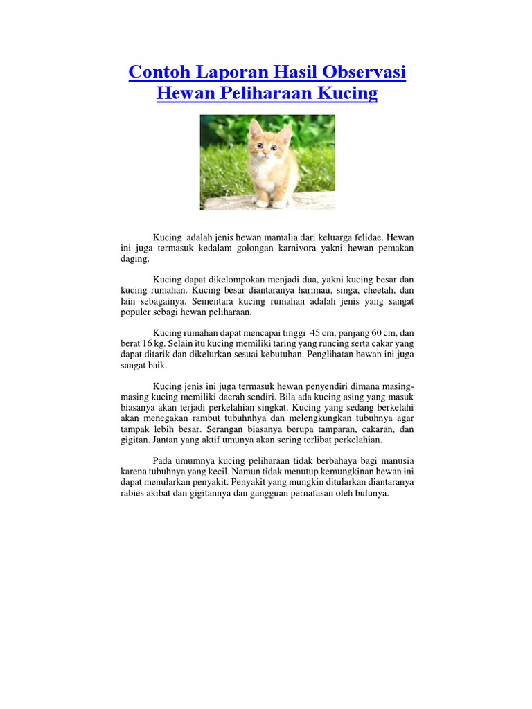Contoh Teks  Deskripsi  Tentang Hewan  Peliharaan  Kucing  