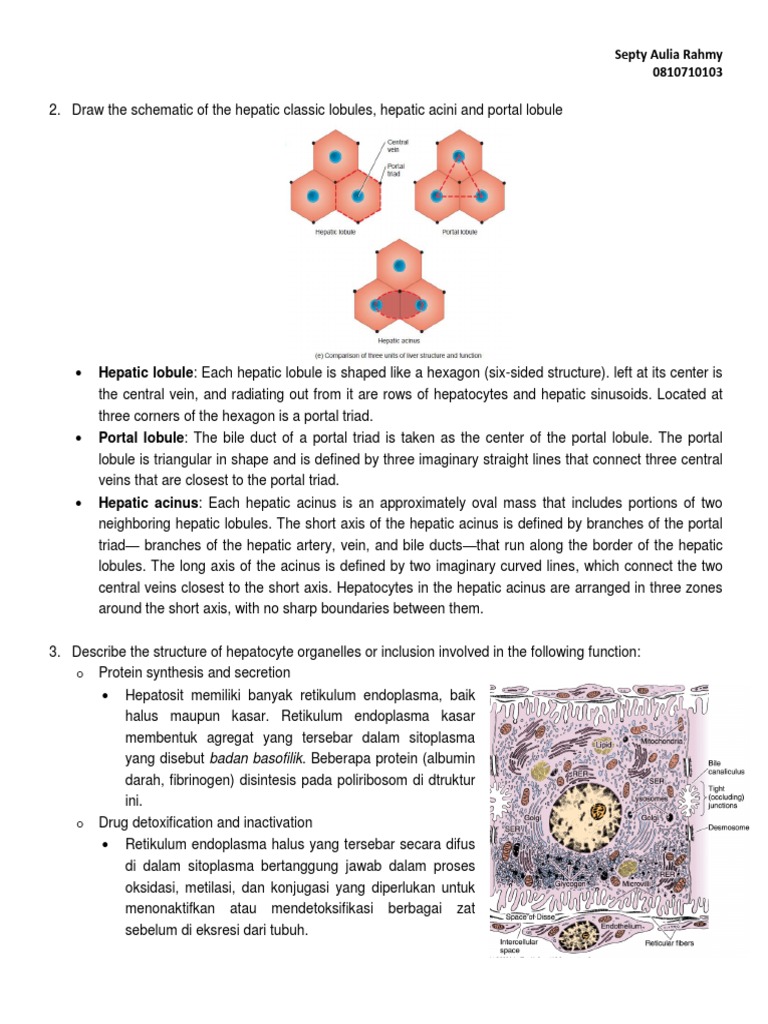 Histology of Gastrointestinal Tract and Hepatobiliary System | PDF ...