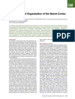 The Functional Organization of The Barrle Cortex