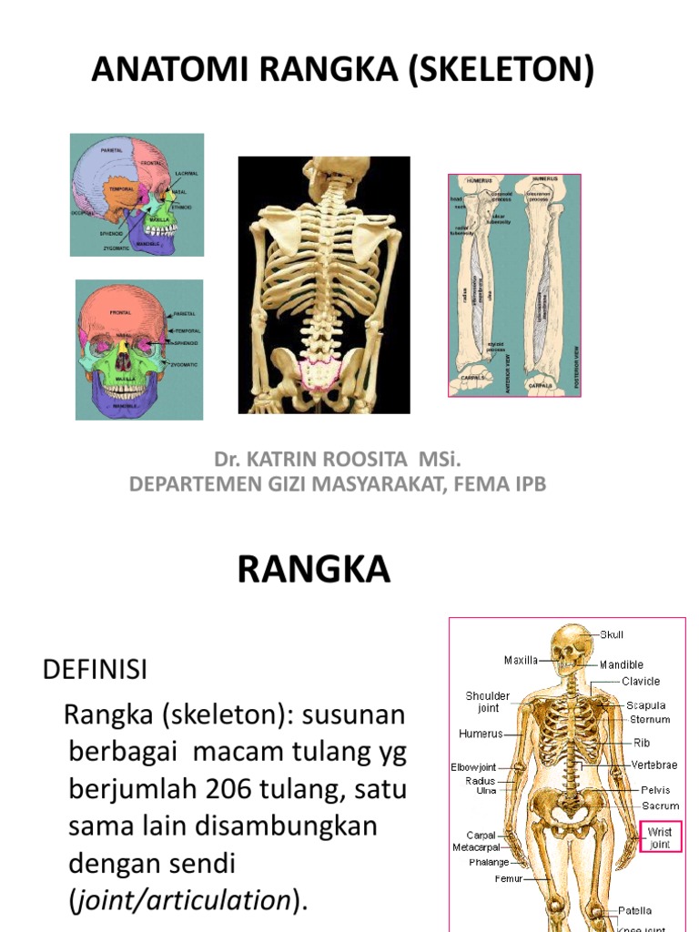 Struktur dan Fungsi Rangka Manusia | PDF