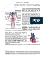 Guia Circulacion Humana